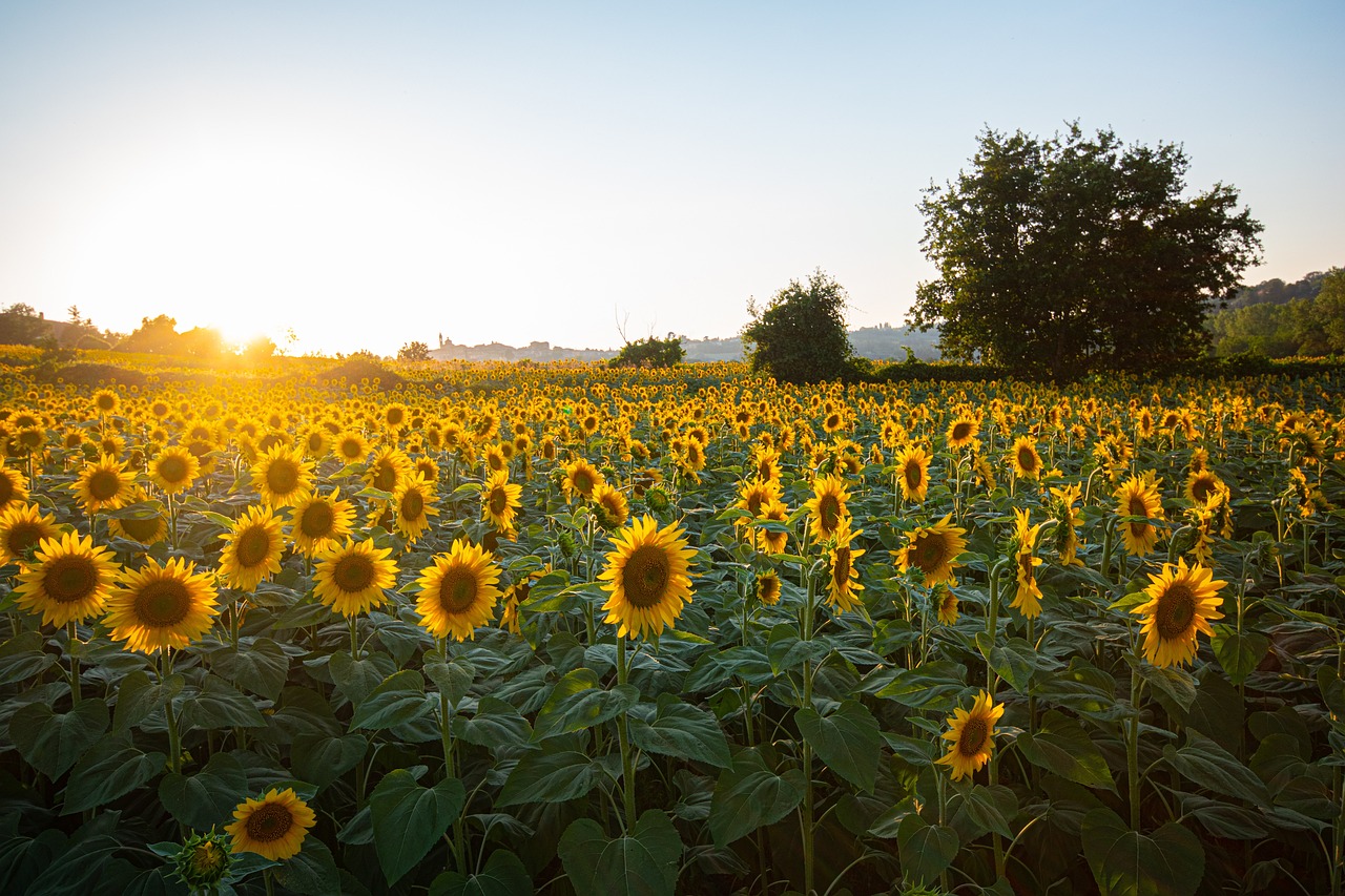 Sonnenblumen